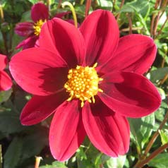 Dahlia Topmix Rouge